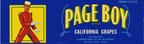 Page Boy